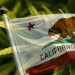 California became the first state to legalize marijuana